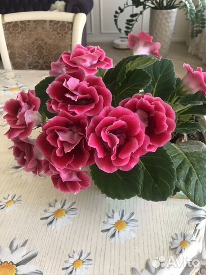 Глоксиния махровая