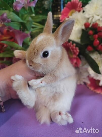 Ручные карликовые кролики.Домашнее содержание