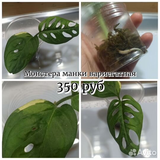 Монстера манки вариегатная