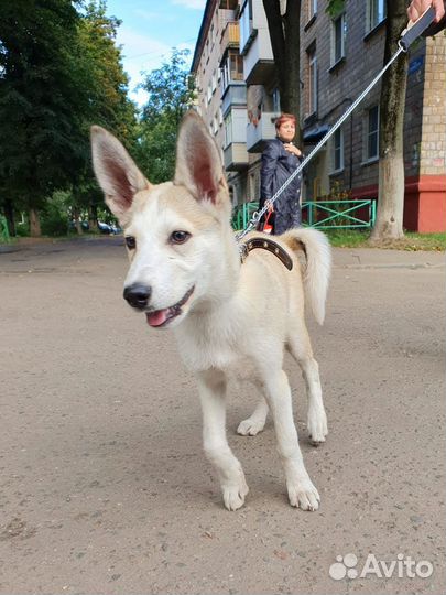 Щенок в добрые руки