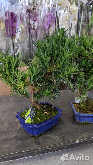 Бонсай подокарпус/бамбук/Кармона