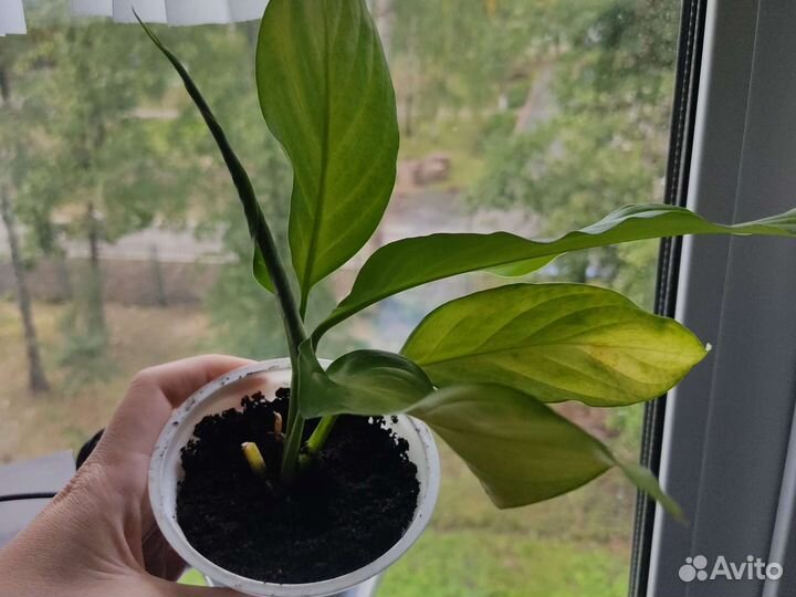 Цветок женское счастье