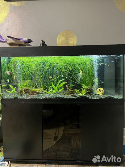 Аквариум