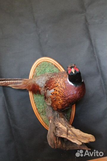 Фазан охотничий таксидермия чучело птиц охота