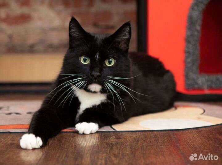 Кот в добрые руки,кошка в дар