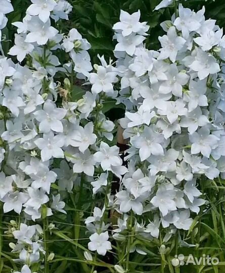 Колокольчик-Кампанула садовая