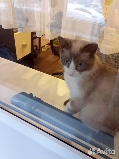 Голубоглазый кот