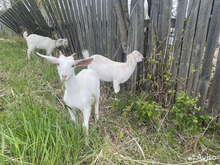 Козлята нубийской породы