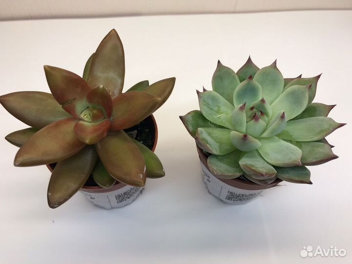 Суккуленты