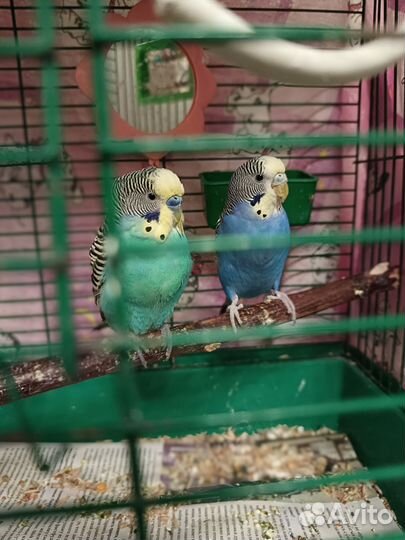 Волнистые попугаи с клеткой
