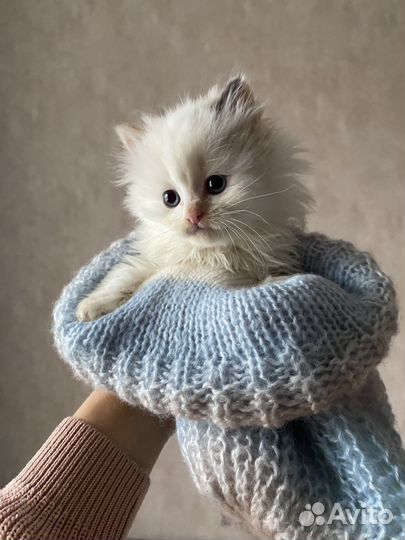 Котенок в добрые руки