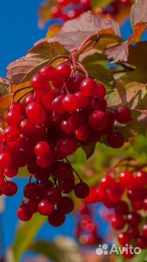 Калина ягода