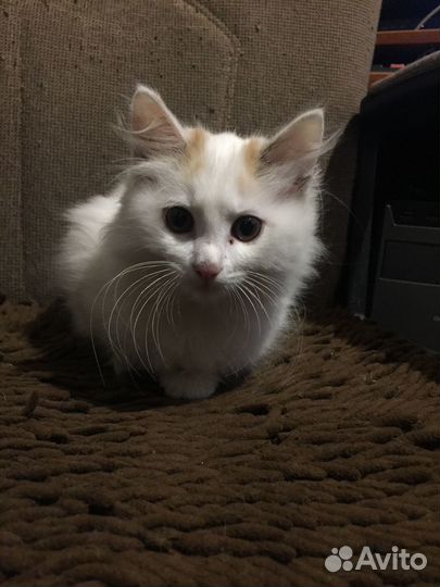 Котенок