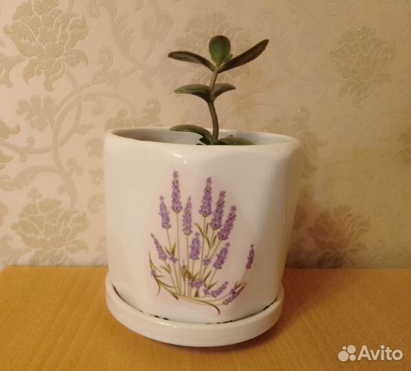 Денежное дерево красула толстянка