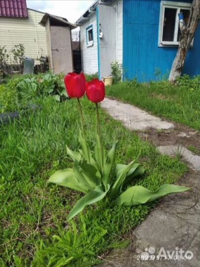 Дача 43 м² на участке 4 сот.