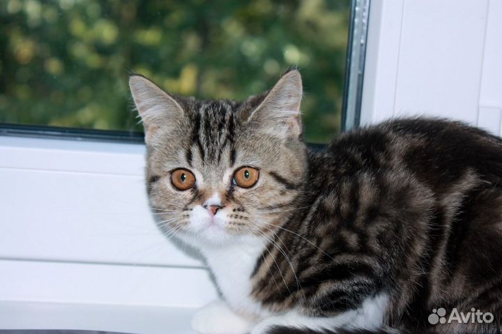 Шотландские страйт и фолд кошечки