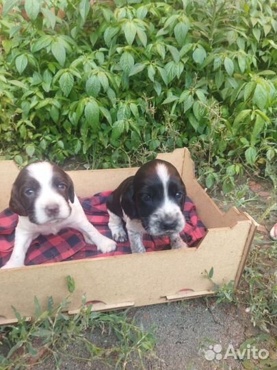 Щенки русского спаниеля