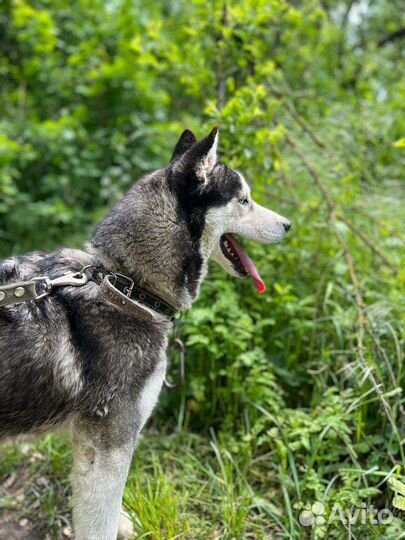 Собака в добрые руки щенок хаски