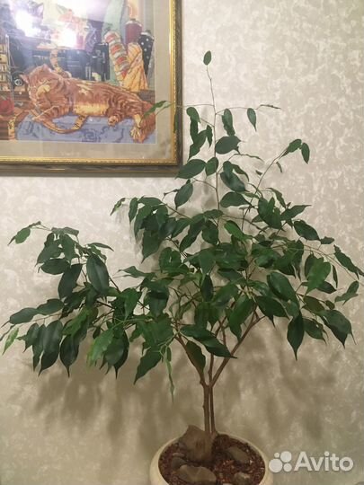Комнатные цветы