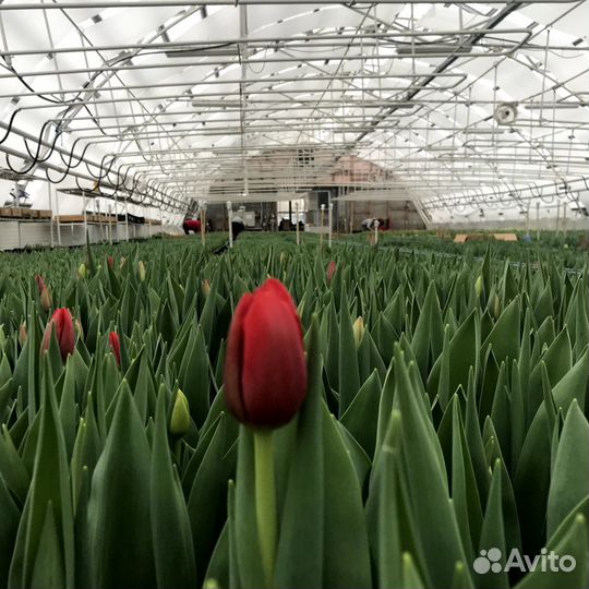 Тюльпаны к 8 марта оптом от 2500 штук