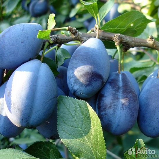 Саженцы: Алыча. Слива. Слива Колоновидная