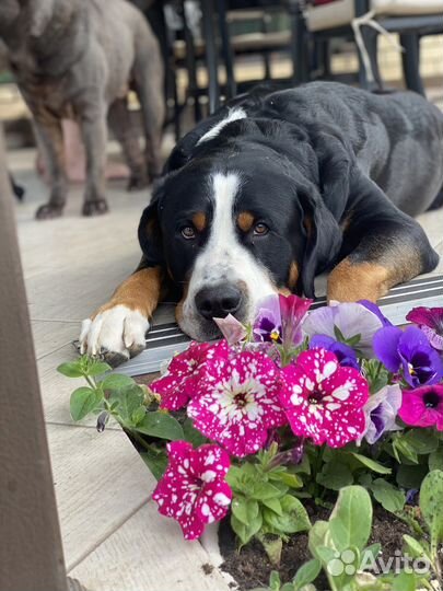 Вязка большой швейцарский зенненхунд