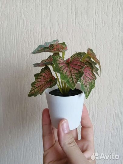 Декоративные цветы