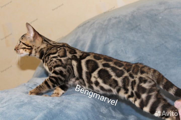 Бенгальские снежные котики