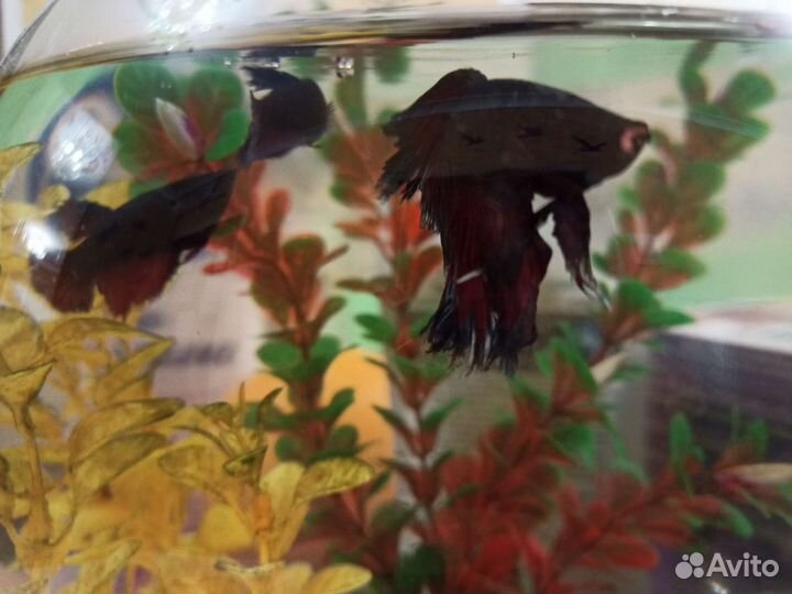 Аквариум круглый на 12 литров