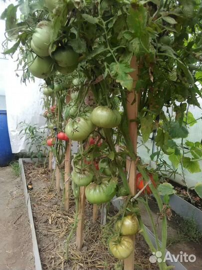 Семена профессиональных томатов