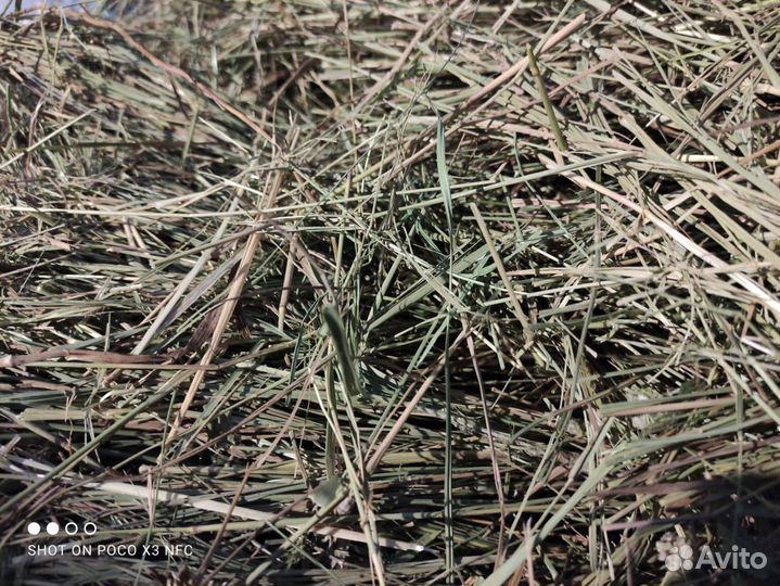 Сено луговое в тюках зеленое (покос 2023)