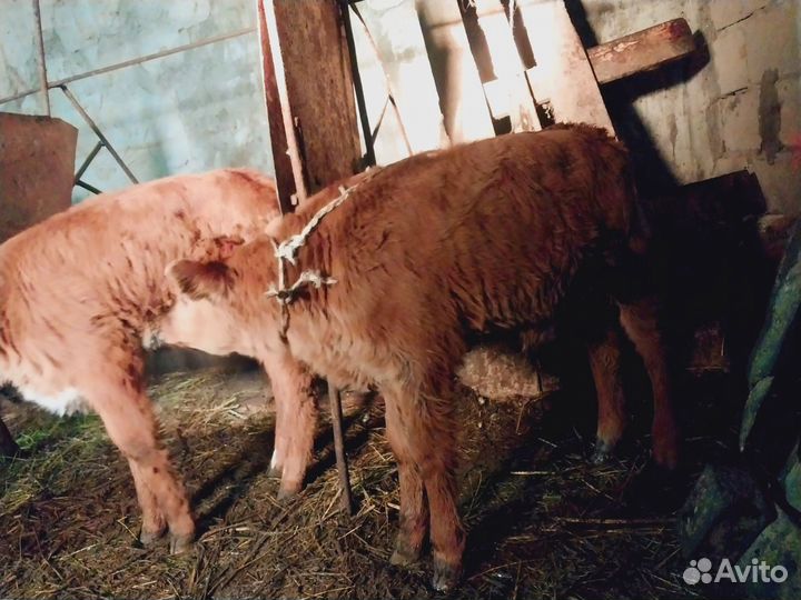 Телята бычки