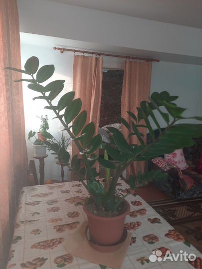 Замиокулькас