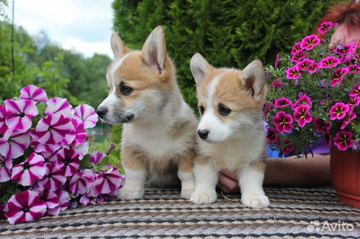 Щенки корги пемброк