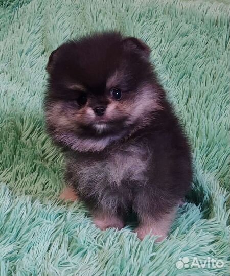 Шпиц mini мальчик в Сочи