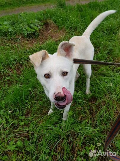 Собака в добрые руки