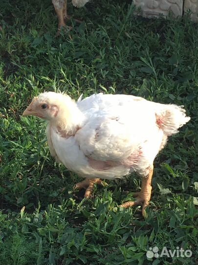 Бройлеры Кобб 500