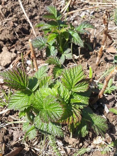 Саженцы малины,клубники ремонтантной