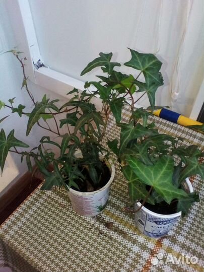 Плющ обыкновенный