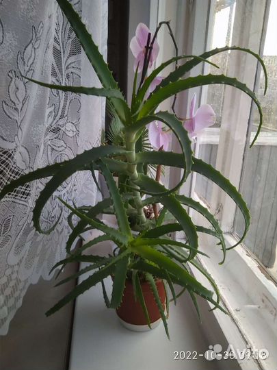 Алоэ (столетник, лечебный), традесканция