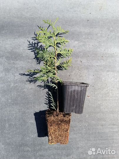 Опт. Туя Брабант. р9