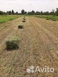 Семена люцерны