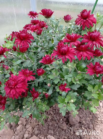 Хризантема