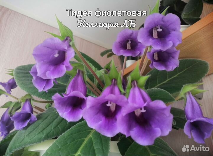 Глоксиния тидея