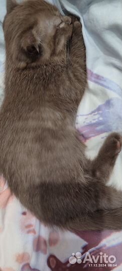 Шотландская вислоухая кошка