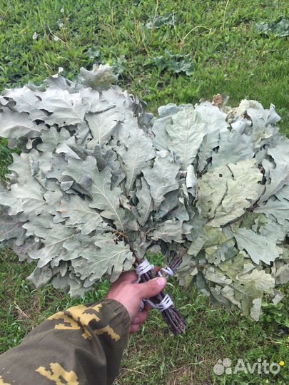 Веники дубовые