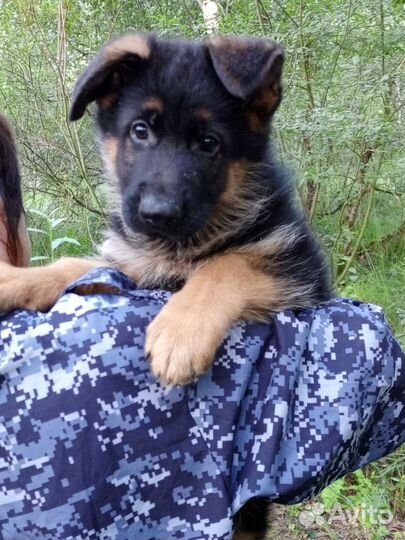 Немецкая овчарка