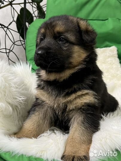 Щенки немецкой овчарки