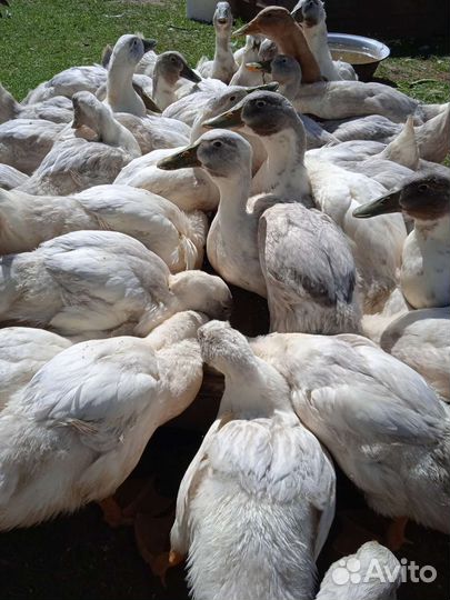 Утки,гуси, петухи