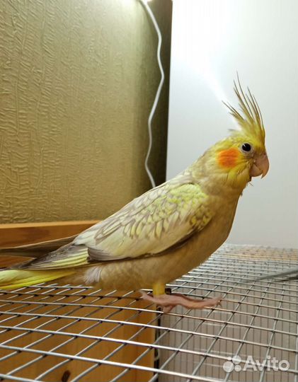 Суперручные птенцы кореллы выкормыши